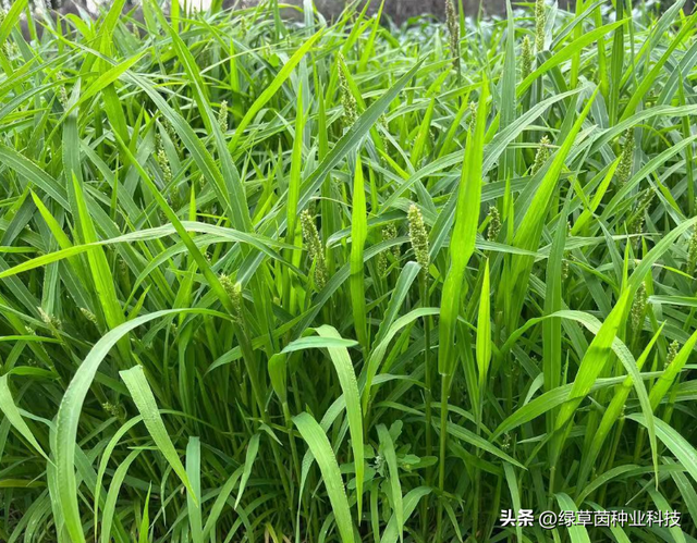 水产养殖种草是关键，小米草种植技术要掌握