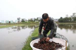 遂宁小龙虾养殖基地(小龙虾抢“鲜”上市，遂宁市安居区三家“稻虾共作”模式助民增收)