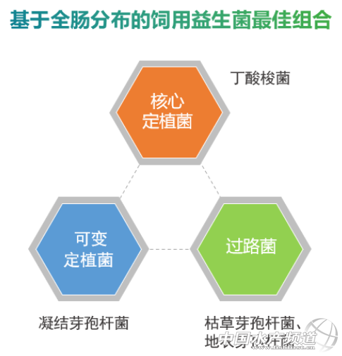 来来来！见识对虾养殖中“过路菌”、“功能菌”、“酶制剂”，用过的人都叫好