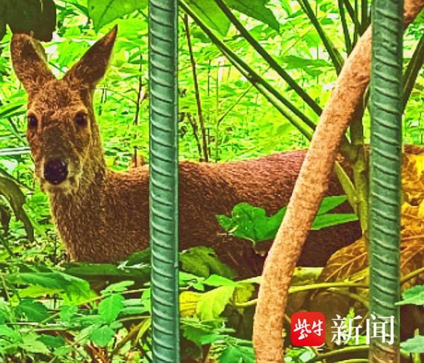 獐子现身南京东郊植物草丛中溜达