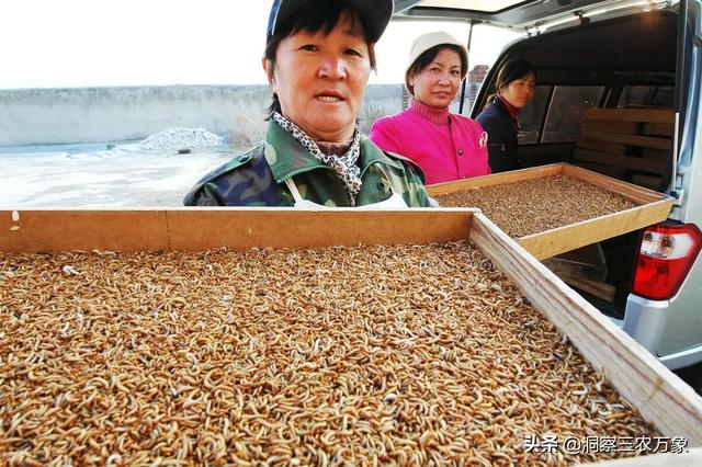 黄粉虫（面包虫）的工厂化养殖技术