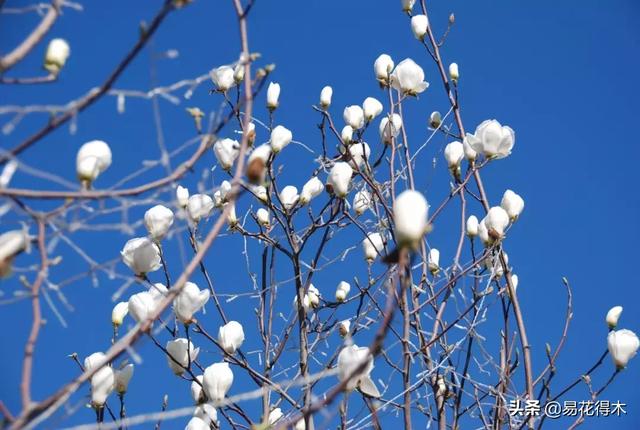 玉兰花开：绰约新妆玉有辉，素娥千队雪成围