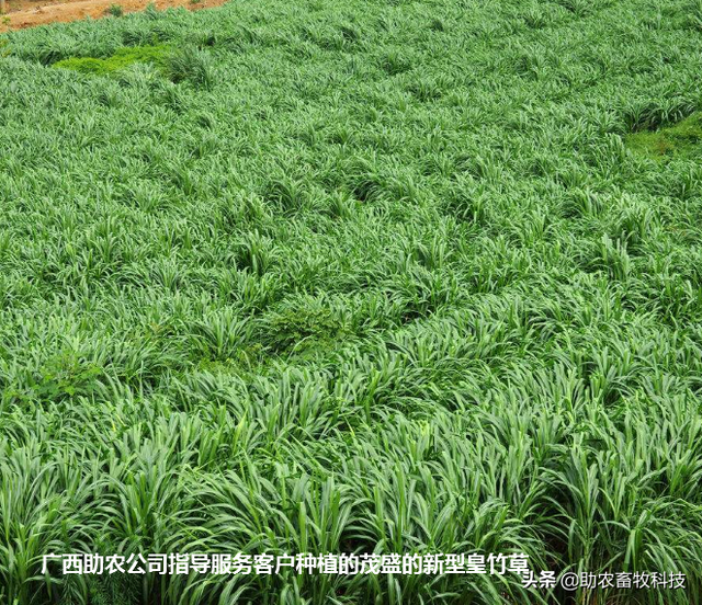 短时间处理掉养殖场大量废水（粪水）技术，不需设施投入