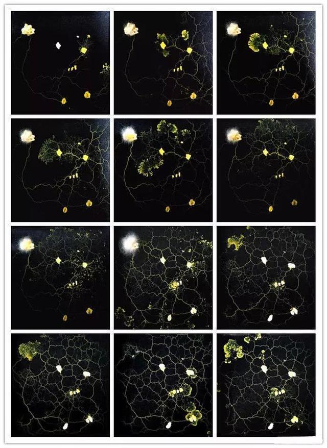 行走在科学界的网红，周晴烽：城市很闷，养群黏菌玩一玩？