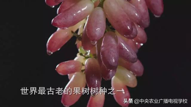 【田间示范秀】大棚种葡萄 青蛙来帮忙