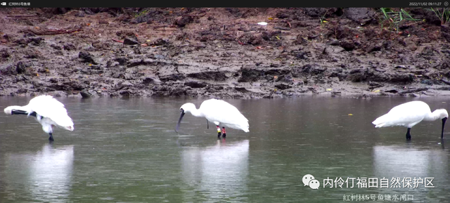 央媒报道：万只候鸟飞抵福田红树林湿地