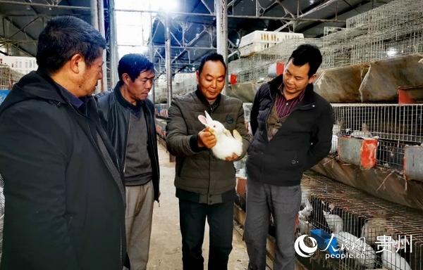 安顺普定果陇村：肉兔养殖跑出增收“致富路