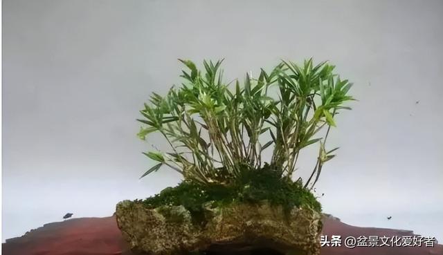 花草千百种，独爱松与竹