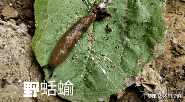 防治菜地里的蜗牛和鼻涕虫，有更好的办法吗？