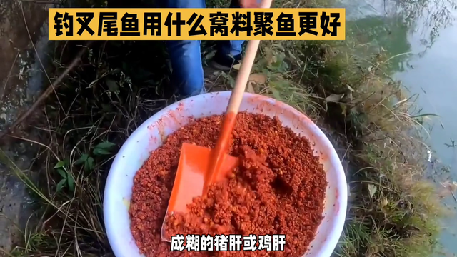 钓叉尾鮰鱼用什么窝料-推荐鸡鸭饲料混合猪肝虾粉#钓鱼人