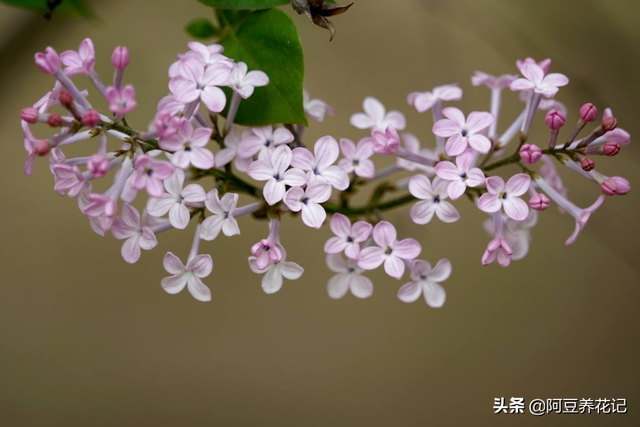 小巧丁香“惹人爱”，丁并且很好养，做到这6点，开得又多又好看