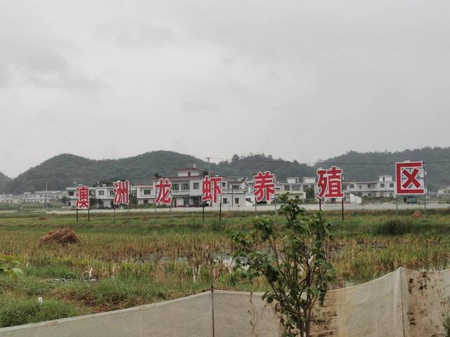 小康圆梦｜以“稻虾”为龙头打造特色农业品牌 四川宜宾兴文县共乐镇产业助推乡村振兴