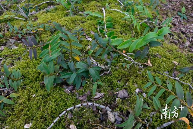 连平生态园种植基地巡礼①铁皮石斛成田源镇村民致富“良药”