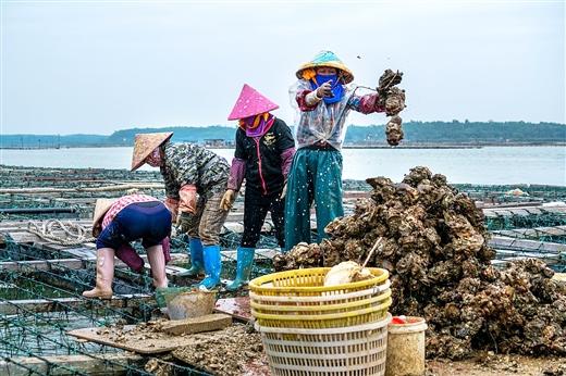 北海：大坡村的生蚝产业链