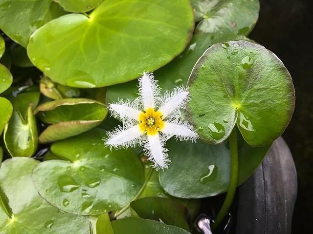 这些水生植物观赏性好，养盆里也能长，保持有水分就很好活