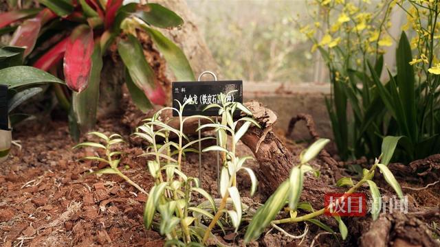 植物园百种万株兰花“温暖”武汉人的冬季！青蛙兰指甲兰首次亮相