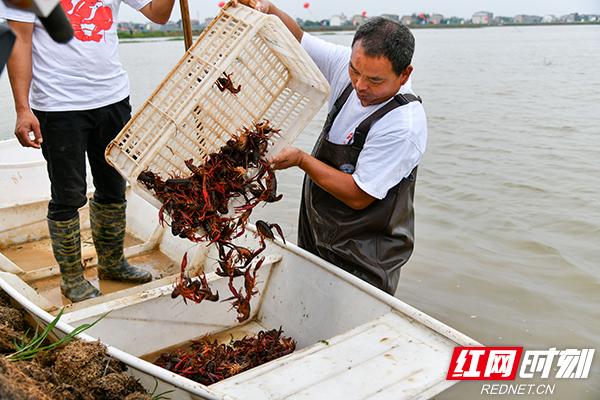 口口相传的“虾将军”故事揭秘 龙虾美食发源地在湘阴