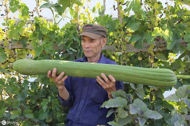 夏植丝瓜如何挂满架？种植户须掌握7大种植技术