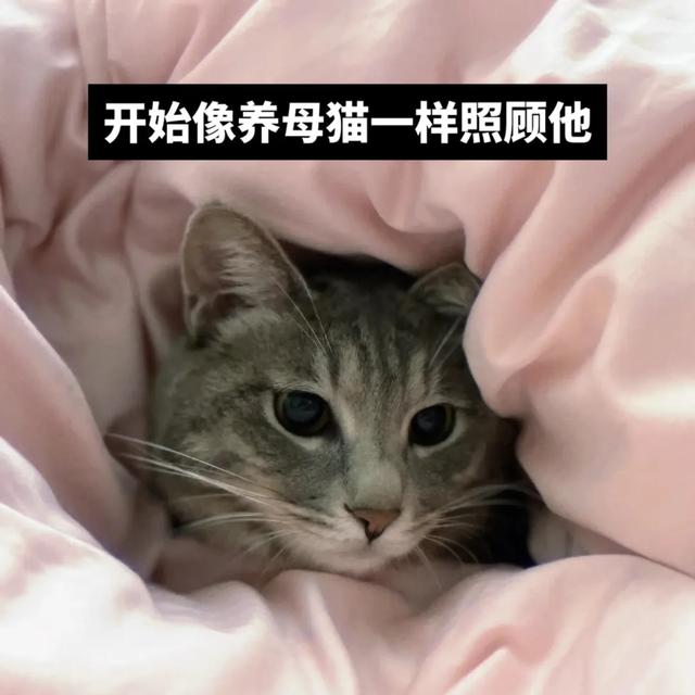 什么？公猫也会怀孕？铲屎官还报喜，父子平安？