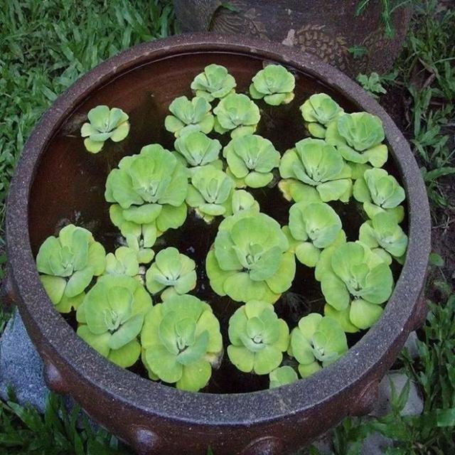 这些水生植物观赏性好，养盆里也能长，保持有水分就很好活