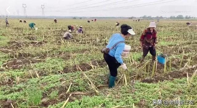 油菜田套养蚯蚓，每亩田要收蚯蚓200斤，意外的收入能抵一年种植