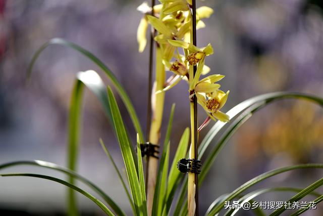 新手种植兰花要知道，兰花施肥6禁忌不要犯，核心技巧其实很简单