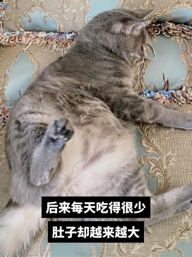 什么？公猫也会怀孕？铲屎官还报喜，父子平安？