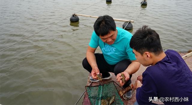 海参的养殖管理要点 这一些要掌握