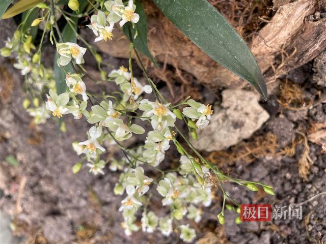 植物园百种万株兰花“温暖”武汉人的冬季！青蛙兰指甲兰首次亮相