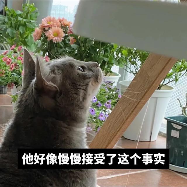 什么？公猫也会怀孕？铲屎官还报喜，父子平安？