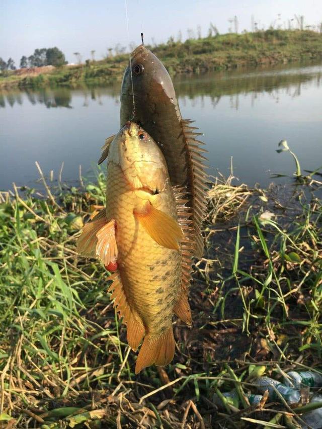 不要把这几种鱼弄错，和保护鱼种区别很小，避免惹麻烦