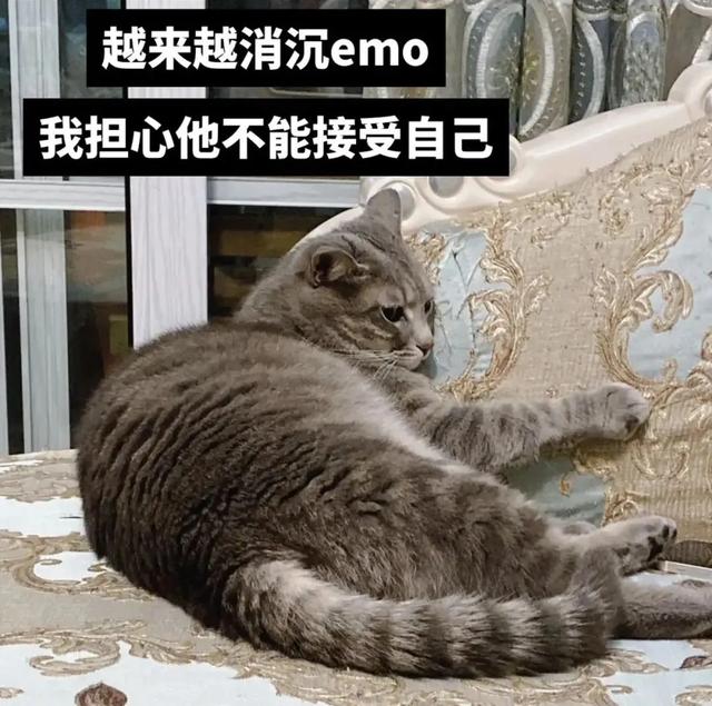 什么？公猫也会怀孕？铲屎官还报喜，父子平安？