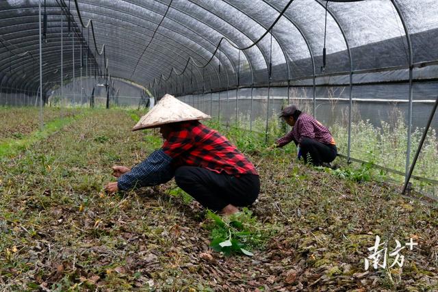 连平生态园种植基地巡礼①铁皮石斛成田源镇村民致富“良药”