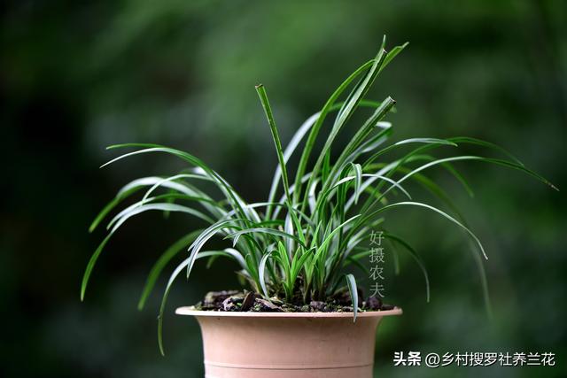 新手种植兰花要知道，兰花施肥6禁忌不要犯，核心技巧其实很简单