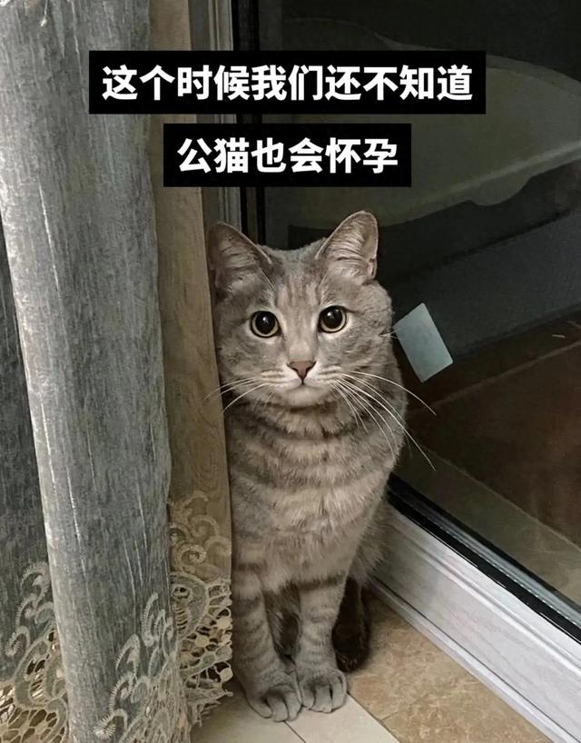 什么？公猫也会怀孕？铲屎官还报喜，父子平安？