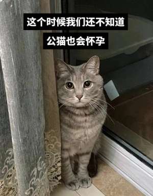 双性宠物养殖场下载(什么？公猫也会怀孕？铲屎官还报喜，父子平安？)