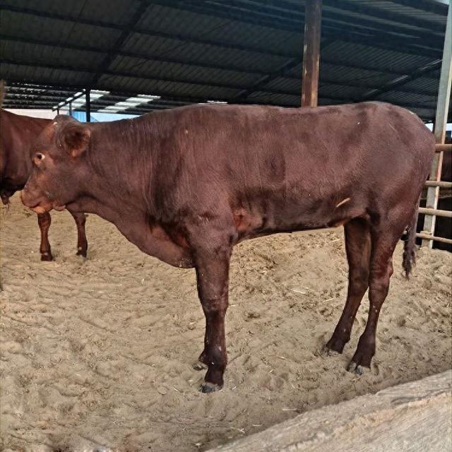 山东肉牛养殖场