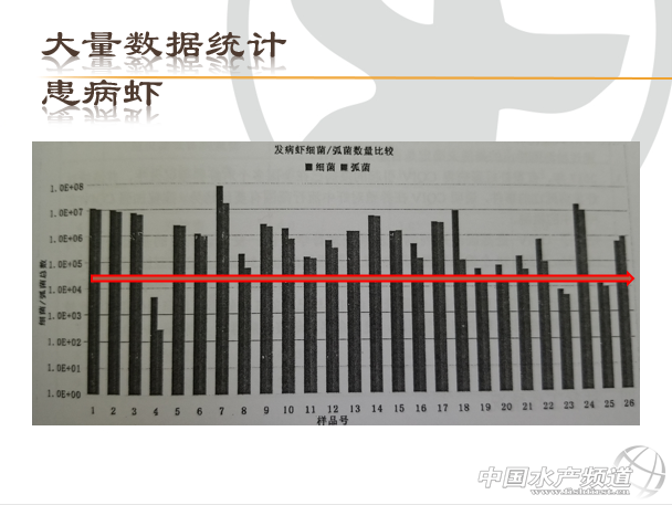 伏晓斌：对虾弧菌控制与治疗方法