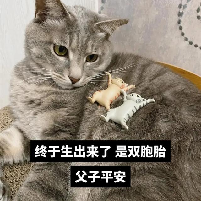 什么？公猫也会怀孕？铲屎官还报喜，父子平安？