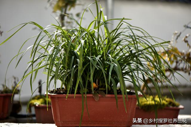 新手种植兰花要知道，兰花施肥6禁忌不要犯，核心技巧其实很简单