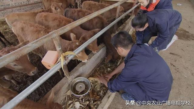 【田间示范秀】细心养好高峰牛