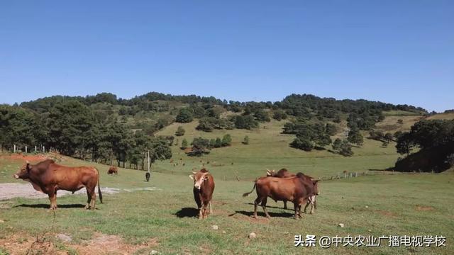 【田间示范秀】细心养好高峰牛