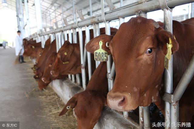 优良肉牛品种介绍，养牛效益的保障！