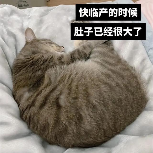 什么？公猫也会怀孕？铲屎官还报喜，父子平安？