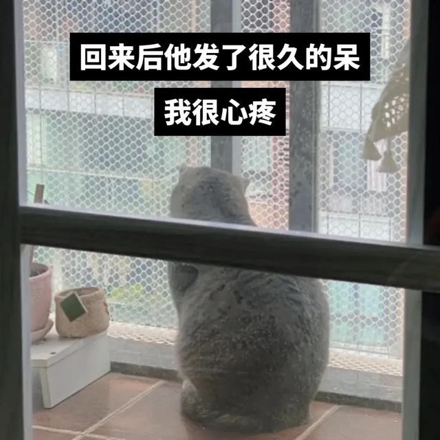 什么？公猫也会怀孕？铲屎官还报喜，父子平安？