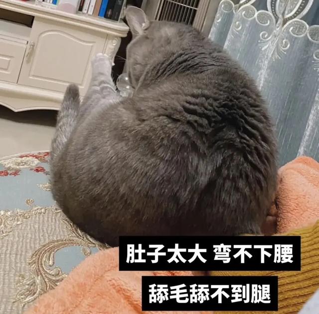 什么？公猫也会怀孕？铲屎官还报喜，父子平安？