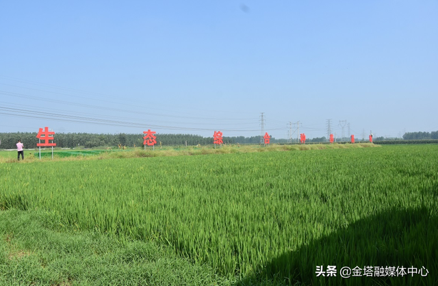 山东临沂房岭屯村：生态种养鼓起农民“钱袋子”