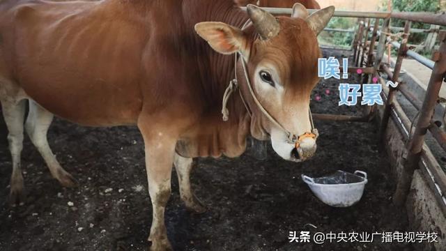 【田间示范秀】细心养好高峰牛