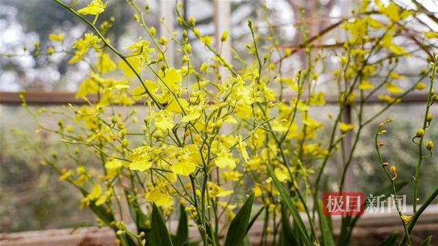 植物园百种万株兰花“温暖”武汉人的冬季！青蛙兰指甲兰首次亮相