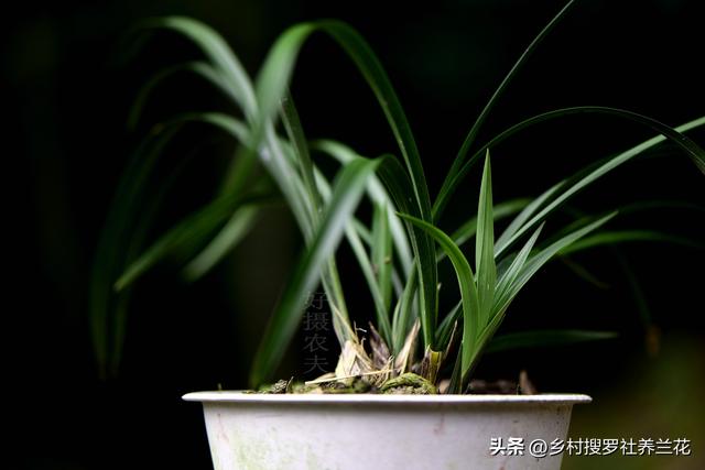 新手种植兰花要知道，兰花施肥6禁忌不要犯，核心技巧其实很简单